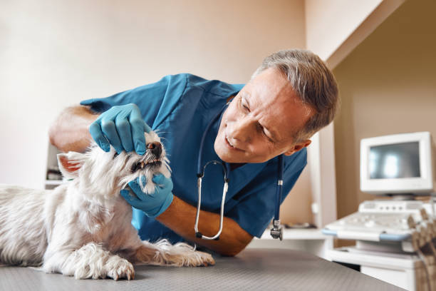 Best Emergency Root Canal Treatment in Spring Valley, WI